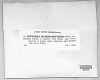 Pycnothelia papillaria image